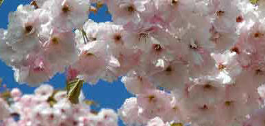 Flowering Cherr Blossom