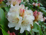 Rhododendron Christmas Cheer.