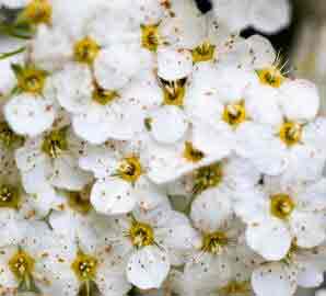 Pure white flowers of spiraea Snowmound