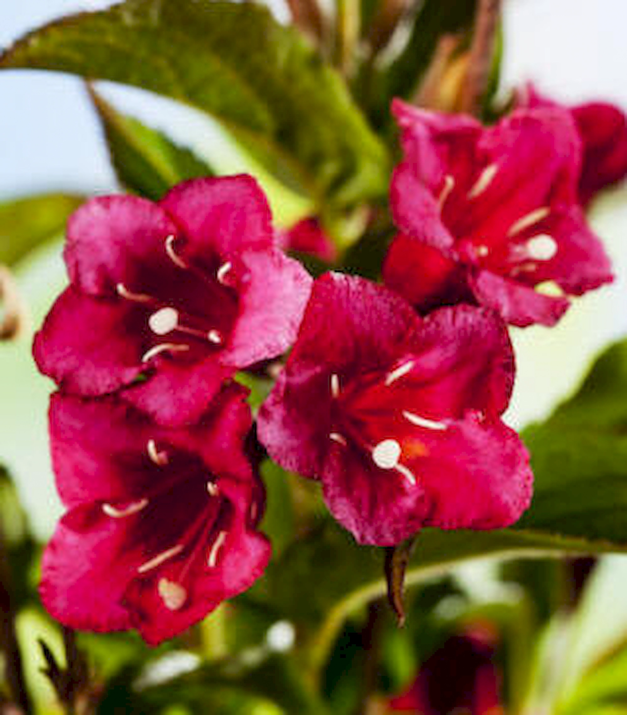 Red Flowered Weigela