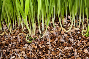 Vermiculite holding plant seedling roots