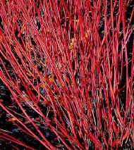 Red stems of Cornus sibirica alba