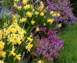 Border of mixed plants including Daffodils