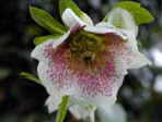 Helleborus for the month of March
