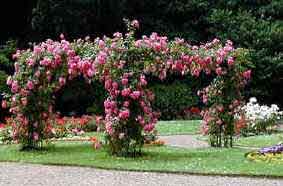 Beautiful pink rose display. Make sure you look out and prepare against mildew and aphids