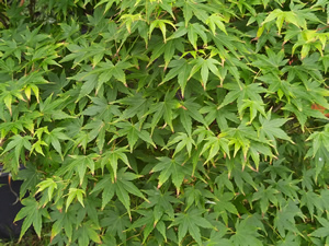 Acer Palmatum Kiyohime Leaf Cluster