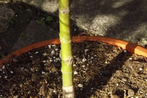 Acer Palmatum Dissectum Baldsmith Trunk Bark