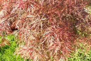 Acer Palmatum Dissectum Baldsmith Leaf Cluster