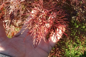 Acer Palmatum Dissectum Baldsmith Spring Leaf