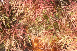 Acer Palmatum Dissectum Baldsmith Autumn Leaf