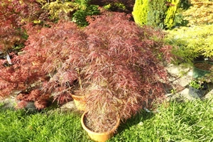 Acer Palmatum Dissectum Baldsmith