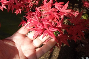 Acer Palmatum Beni Maiko Summer