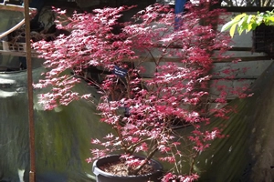 Acer Palmatum Beni Maiko Spring Tree