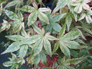 Acer Palmatum Beni Maiko Autumn Leaf