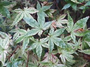 Acer Palmatum Beni Maiko Autumn Leaves