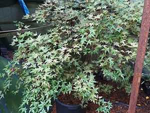 Acer Palmatum Beni Maiko Autumn Tree