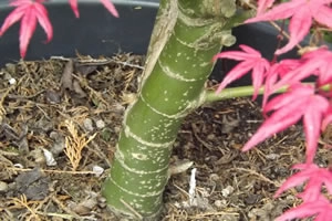 Acer Palmatum Beni Maiko Spring Bark