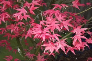 Acer Palmatum Beni Maiko