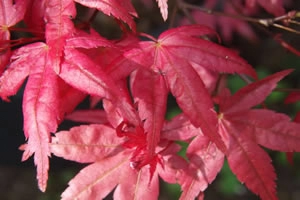 Acer Palmatum Beni Maiko Spring Leaf