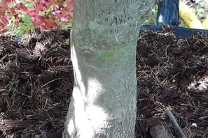 Acer Palmatum Fireglow Bark