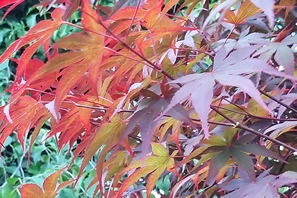 Acer Palmatum Fireglow Cluster