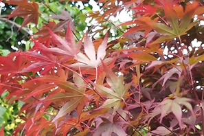 Acer Palmatum Fireglow Cluster