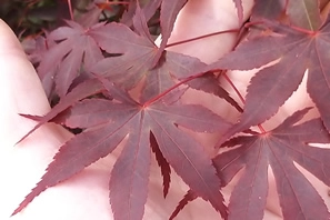 Acer Palmatum Fireglow Spring Leaf