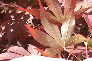 Acer Palmatum Fireglow Reverse Side Leaf