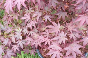 Acer Palmatum Fireglow Cluster