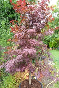 Acer Palmatum Fireglow