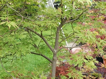 Acer Japonicum Dissectum Harvest Moon Bark