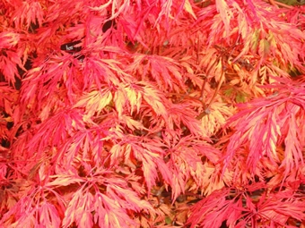Acer Japonicum Dissectum Harvest Moon Leaf Cluster Autumn