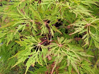 Acer Japonicum Dissectum Harvest Moon Leaf Cluster