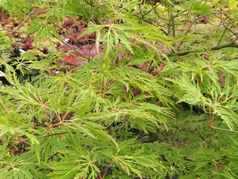 Acer Japonicum Dissectum Harvest Moon Leaves and Branches