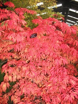 Acer Japonicum Dissectum Harvest Moon Autumn