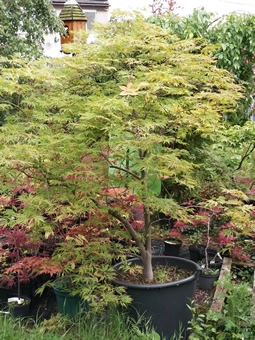 Acer Japonicum Dissectum Harvest Moon