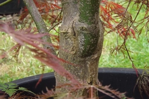 Acer Palmatum Dissectum Inaba Shidare Bark