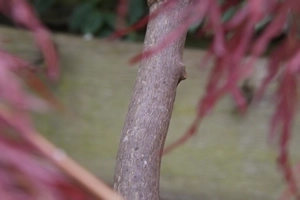 Acer Palmatum Dissectum Inaba Shidare Branch