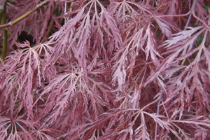 Acer Palmatum Dissectum Inaba Shidare Leaf Cluster