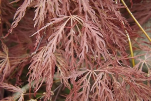 Acer Palmatum Dissectum Inaba Shidare Spring Leaf