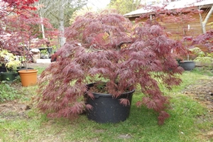 Acer Palmatum Dissectum Inaba Shidare