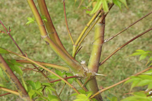 Acer Palmatum Katsura Branches