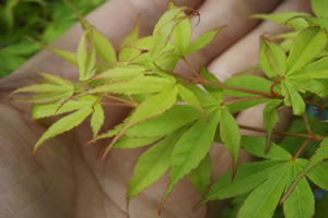 Acer Palmatum Katsura Spring Leaf
