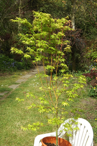 Acer Palmatum Katsura