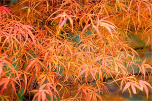 Acer Palmatum Koto No Ito Autumn Leaf