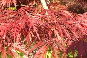 Acer Palmatum Dissectum Lionheart Autumn Leaf