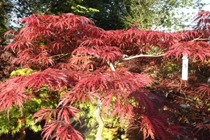 Acer Palmatum Dissectum Dissectum Lionheart