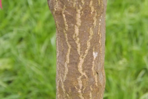 Acer Palmatum Okagami Bark