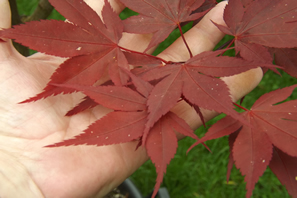 Acer Palmatum Okagami Autumn Leaf