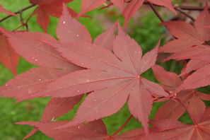 Acer Palmatum Okagami Leaf